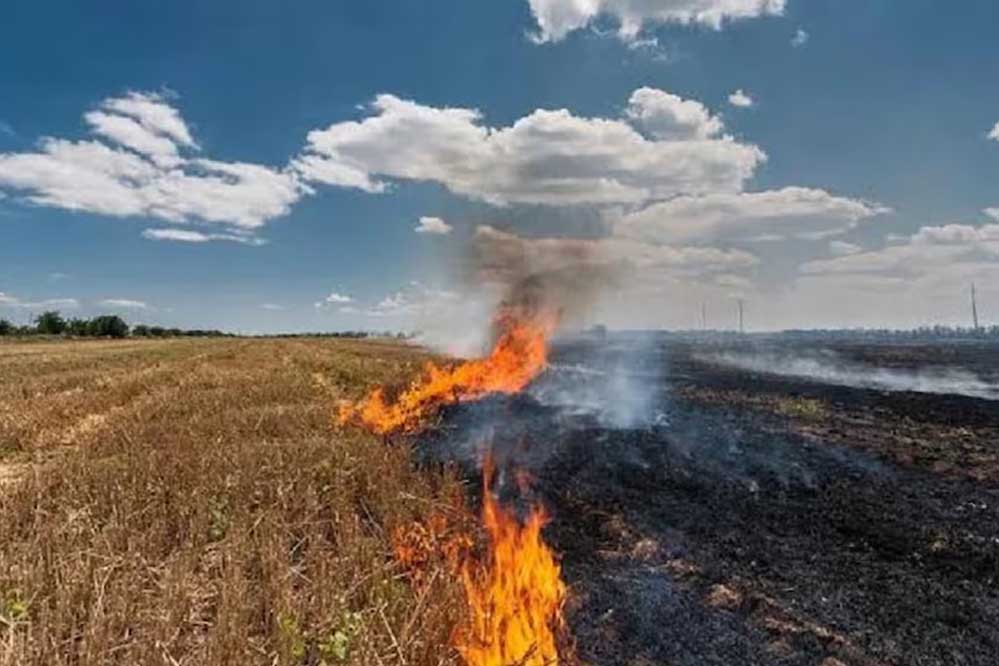 मध्य प्रदेश पराली जलाने में देश में पहले स्थान पर, किसानों की जागरूकता प्रयास विफल