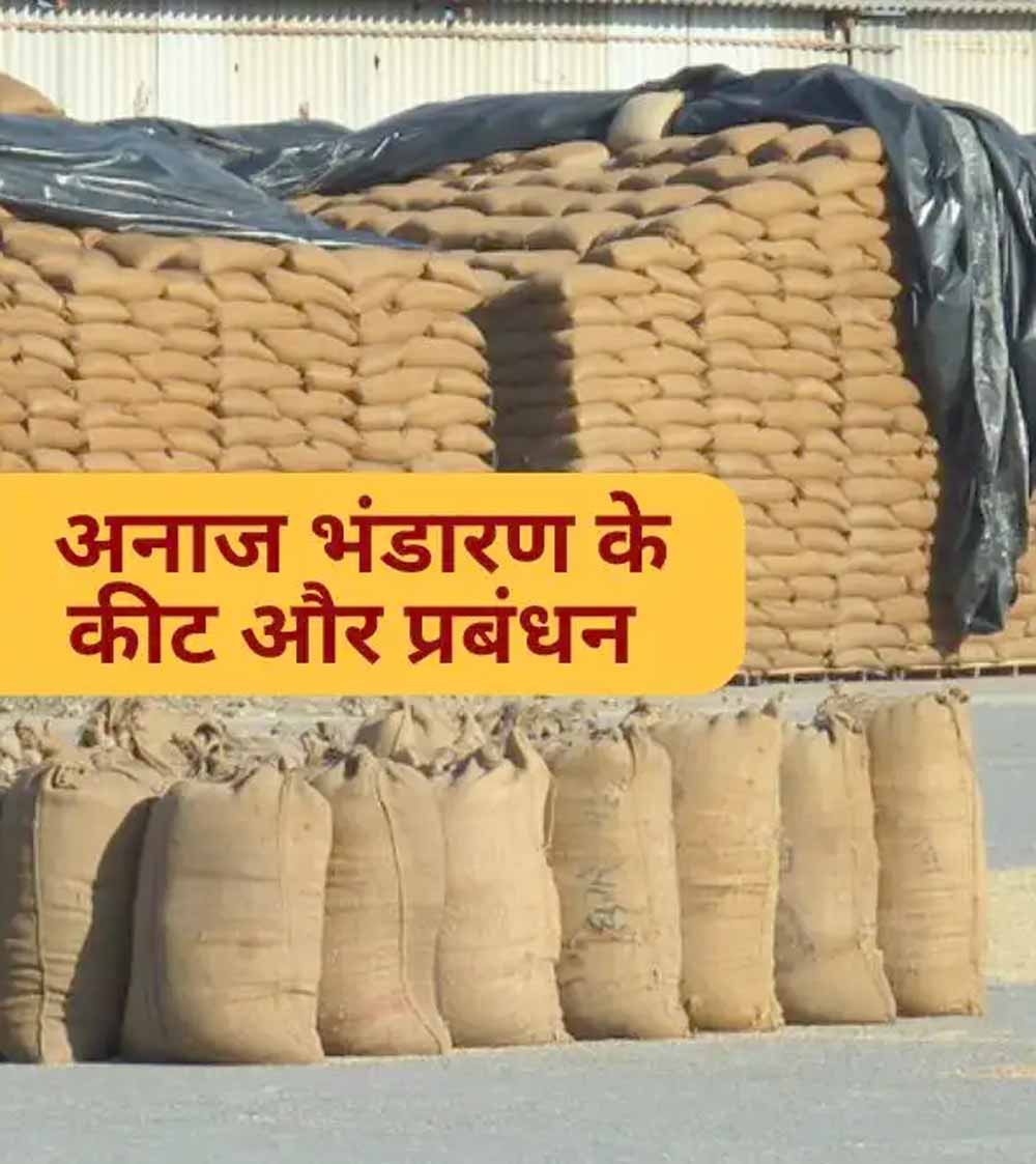 धान भंडारण में सूखत एवं कीट-जनित क्षय: वैज्ञानिक एवं स्वाभाविक प्रक्रिया