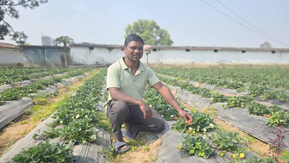 उद्यानिकी खेती से बदली किसान की आर्थिक तस्वीर, धान की तुलना में स्ट्रॉबेरी की खेती में डबल मुनाफा