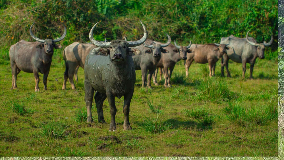 नक्सलियों के कॉरिडोर वाले जंगल अब होंगे जंगली भैंसों का निवास, नई योजना शुरू