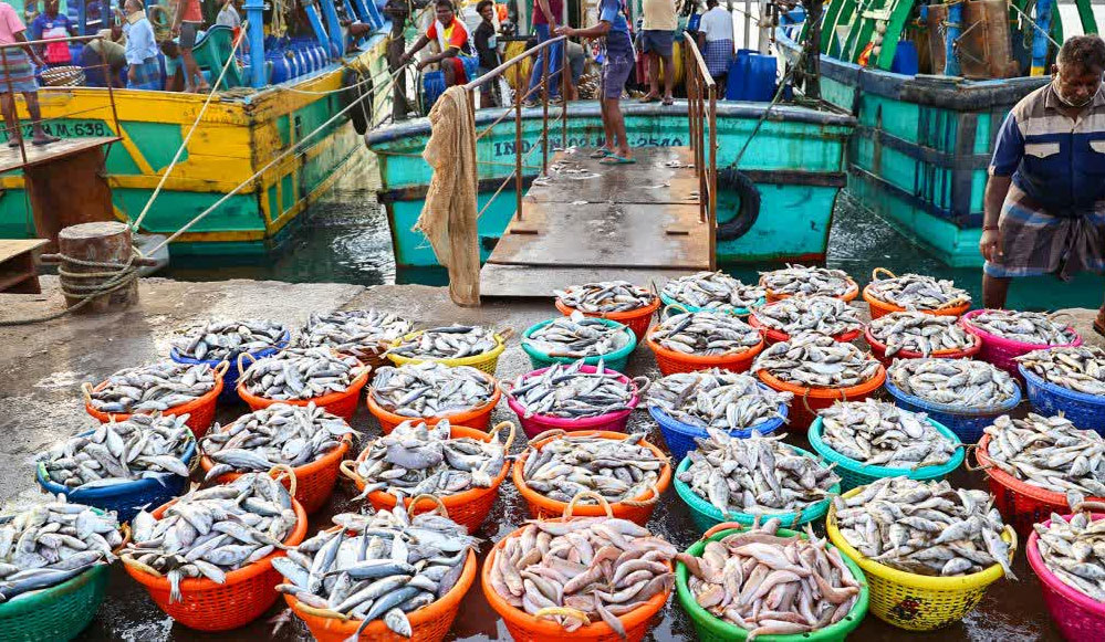 भारत ने अमेरिकी टैरिफ पर भारी जीत हासिल की, सीफूड निर्यात में 21% की बढ़ोतरी