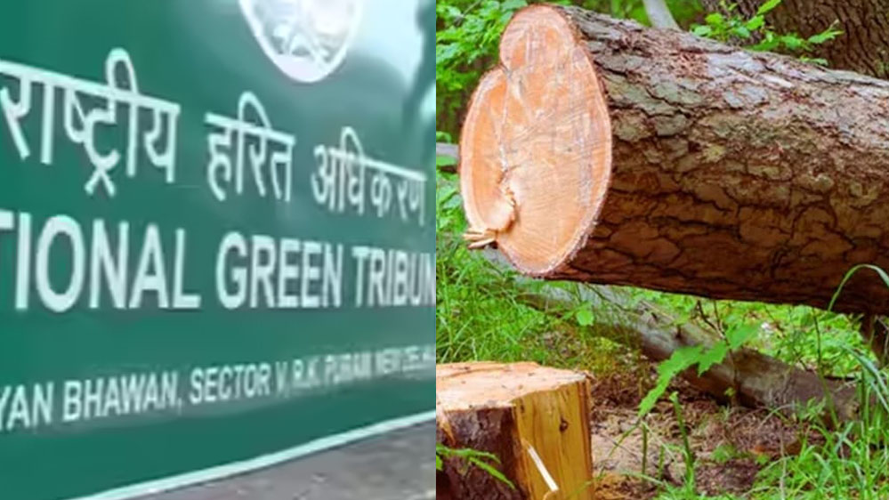 NGT ने पूछा जवाब: मध्य प्रदेश में 15 लाख पेड़ों की कटाई का प्रस्ताव चर्चा में