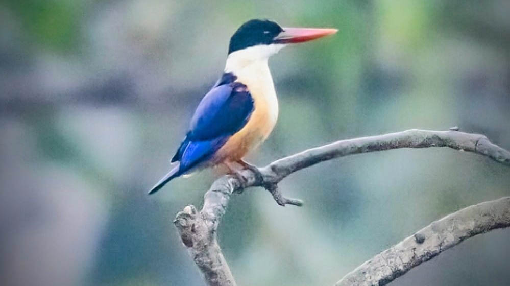 रायपुर: बारनवापारा अभयारण्य में मिला दुर्लभ ब्लैक-कैप्ड किंगफिशर, छत्तीसगढ़ का दूसरा रिकॉर्ड