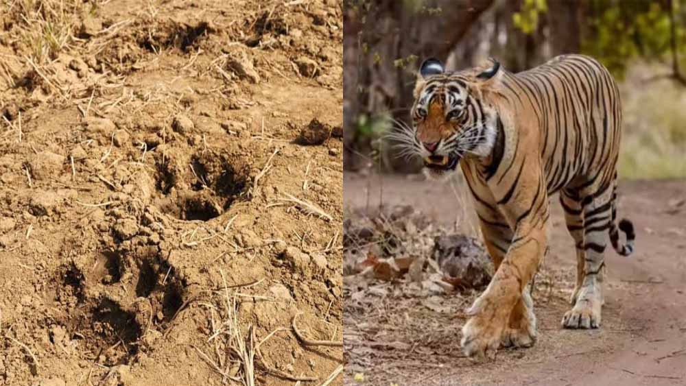 दशकों की खामोशी टूटी: बस्तर के जंगलों में फिर दर्ज हुई बाघ की मौजूदगी