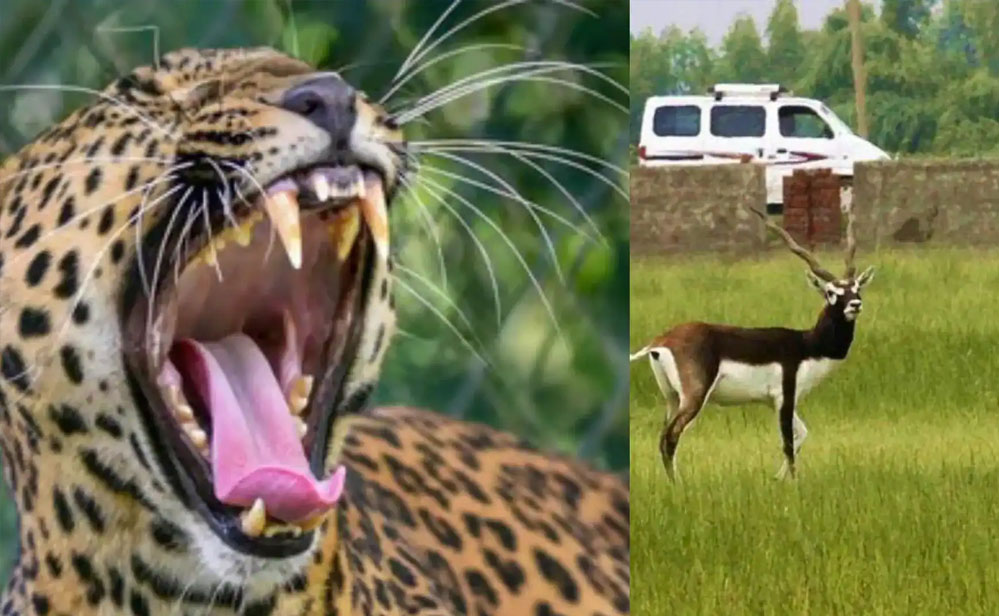 नौरादेही अभ्यारण्य में अफ्रीकी चीते के लिए काले हिरणों की खास डिश, शिकार की तैयारी शुरू