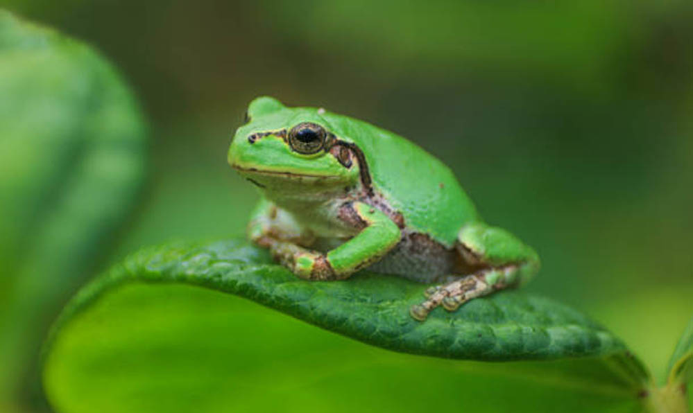 कैंसर पर नई उम्मीद: जापानी ट्री फ्रॉग से खोजा गया ताकतवर ड्रग