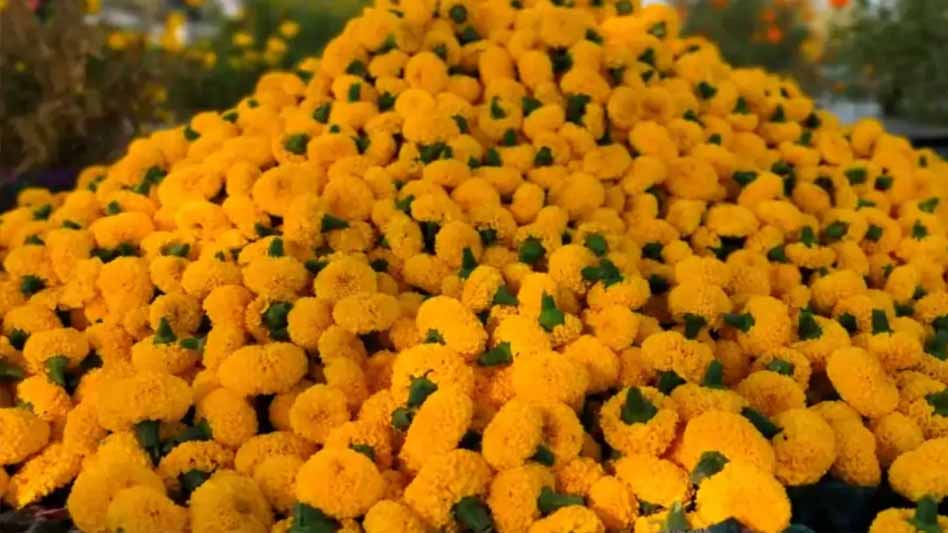 सिंहस्थ की तैयारी: उज्जैन में 100 एकड़ में फूलों का विशाल क्लस्टर, 30 जनवरी को भोपाल में फ्लॉवर एग्जीबिशन