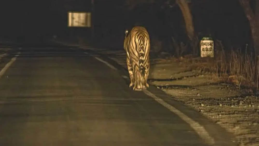 625 KM लंबा ‘टाइगर टूरिज्म कॉरिडोर’ बनेगा MP में, पेंच, कान्हा, बांधवगढ़ और पन्ना को जोड़ने वाली सड़कें