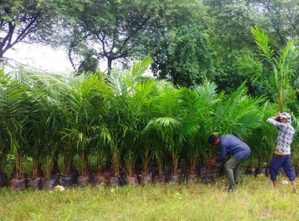 ऑयल पाम की खेती में अतिरिक्त अनुदान से किसानों की बढ़ेगी आय