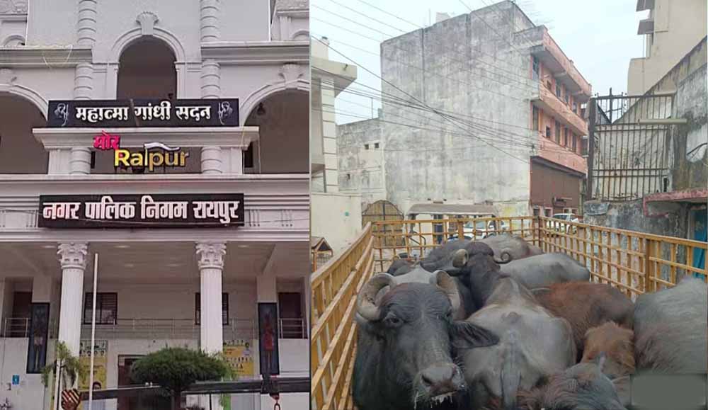 रायपुर नगर निगम ने डेयरी संचालक पर लगाया 10000 का ई-जुर्माना