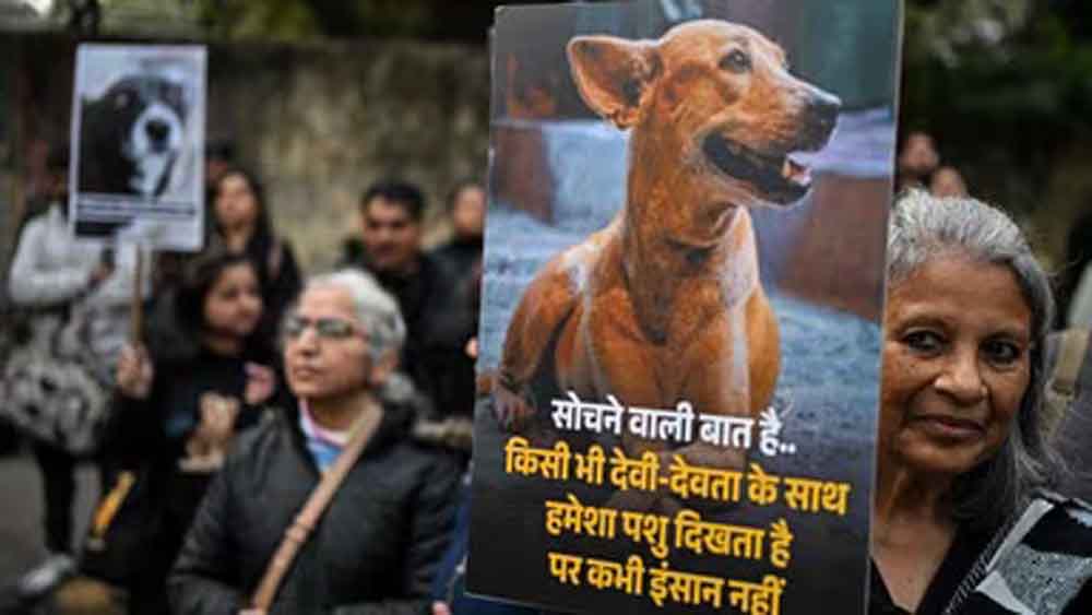 पत्थर मारकर कुत्ते को बनाया गया हिंसक! सुप्रीम कोर्ट में पीड़िता ने रखा सच