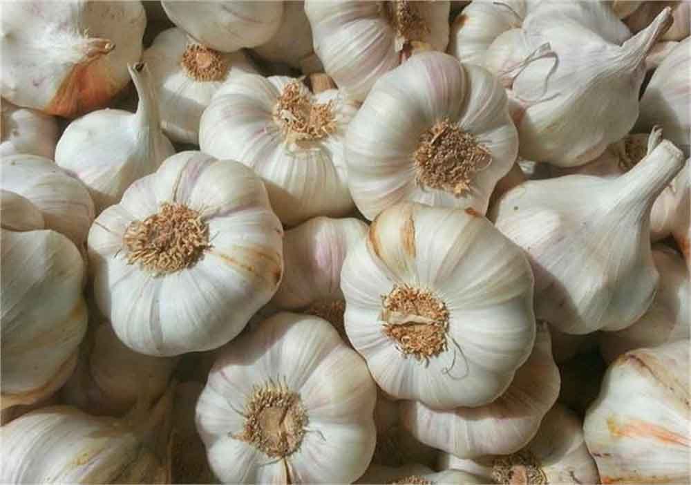 बारां का लहसुन बनेगा वैश्विक ब्रांड, जीआई टैग से बढ़ेगी पहचान और दाम