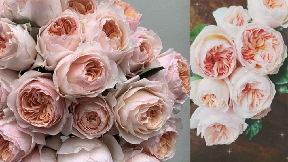 राजधानी में खिलेगा गुलाबों का संसार, 9–11 जनवरी तक महकेंगे फूलों के राजा