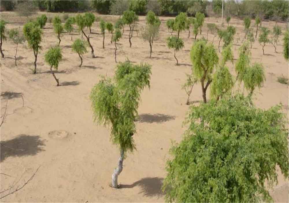 खेजड़ी संरक्षण की लड़ाई तेज हुई, बीकानेर में 2 फरवरी को होगा महापड़ाव