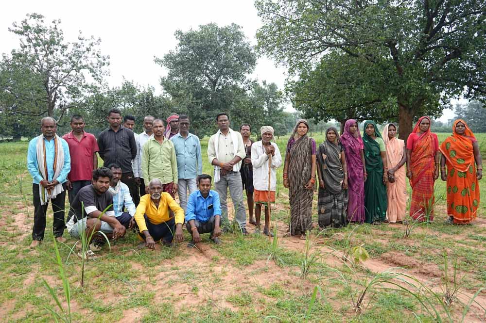 लेमनग्रास: छोटे किसानों के लिए आमदनी का नया जरिया